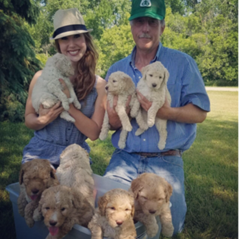 Goldendoodle litter with family